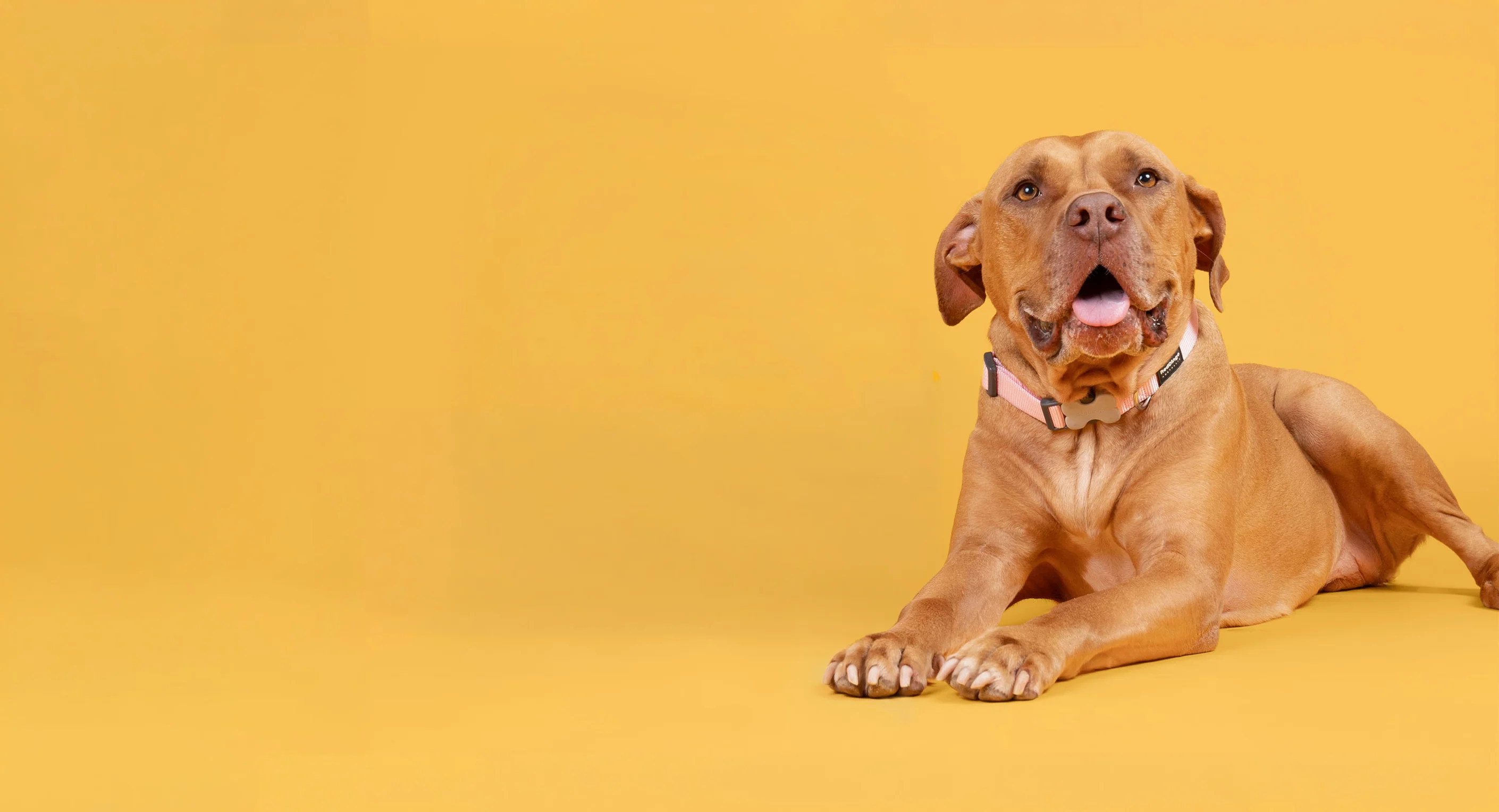 Elevate Your Pet's Lifestyle