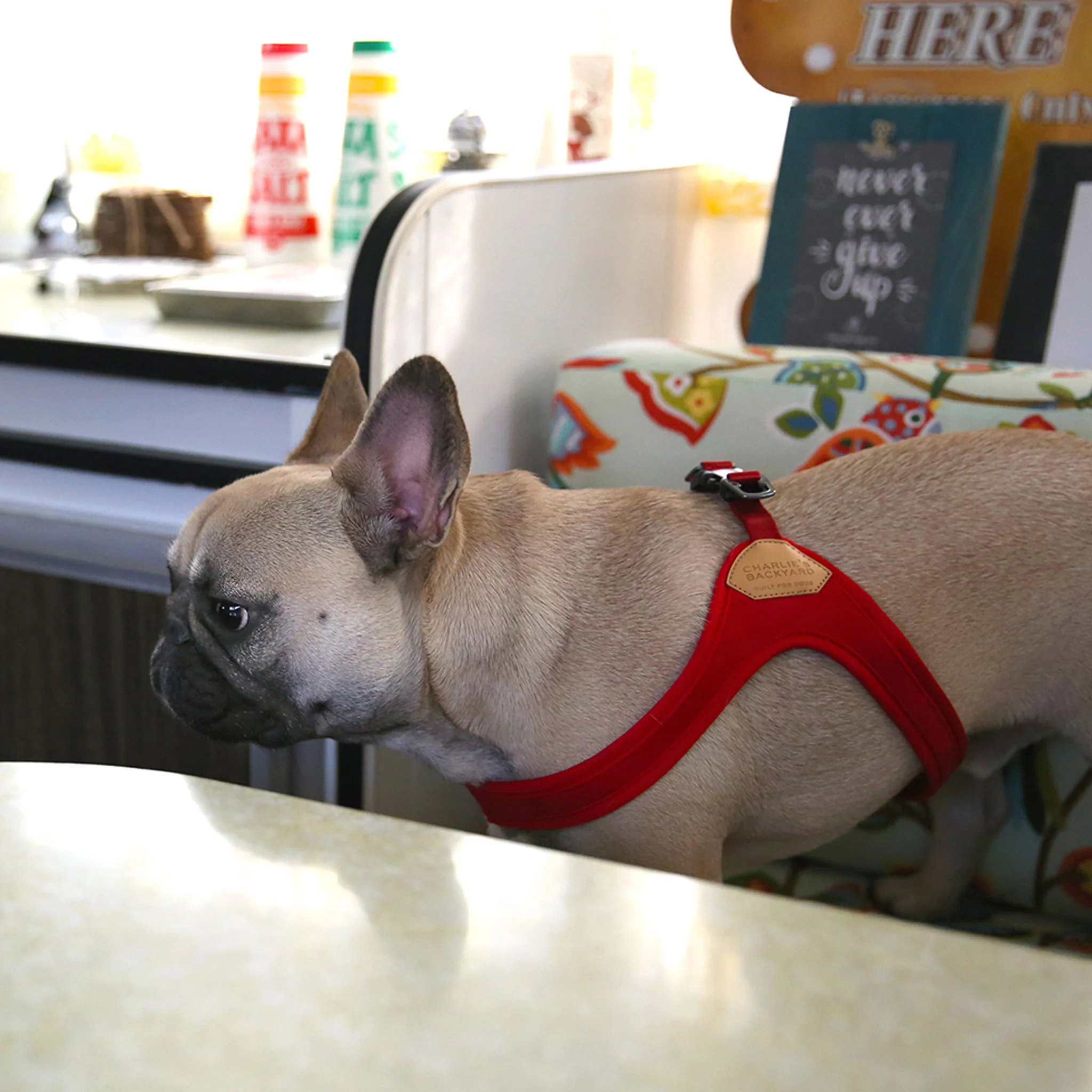 Charlie's Backyard Buckle Up Easy Harness - Red - Image 3