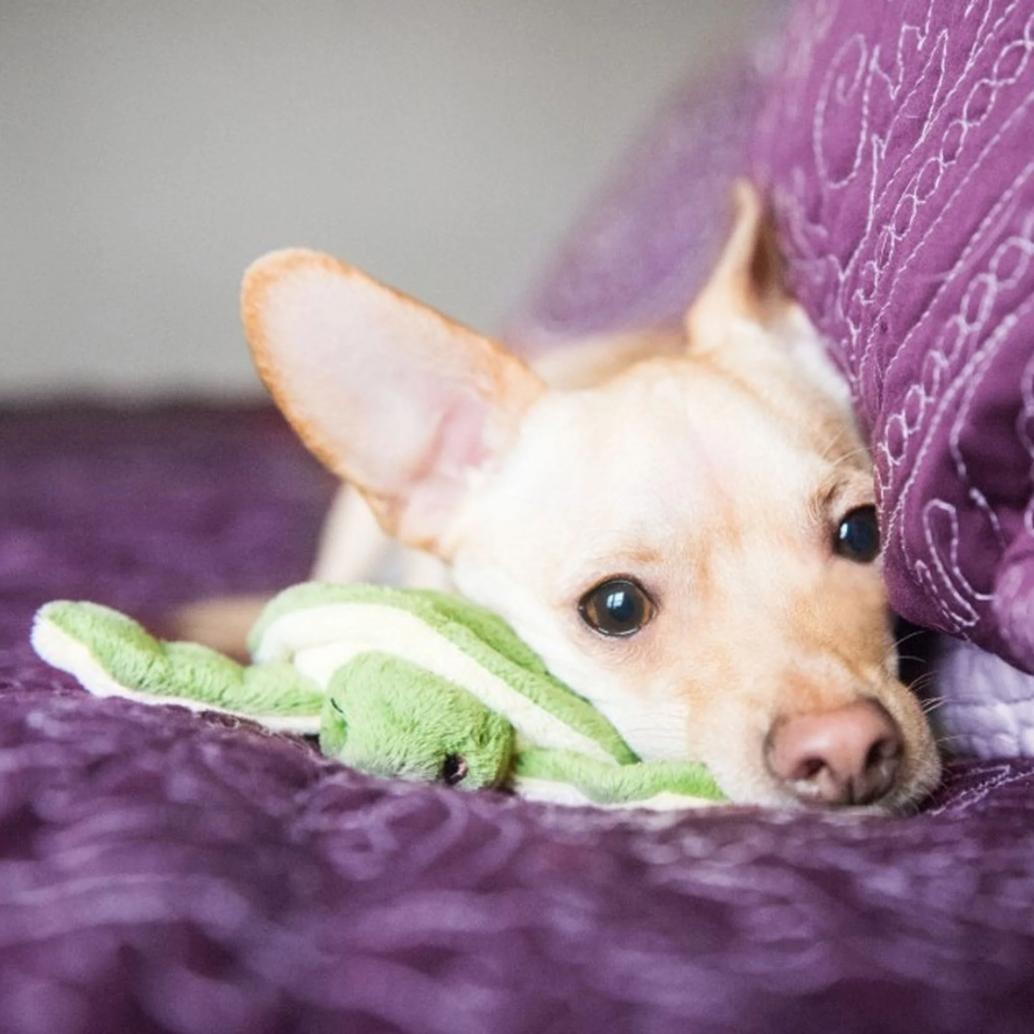 Fluff & Tuff Shelly Turtle Plush Dog Toy - 5in - Image 3