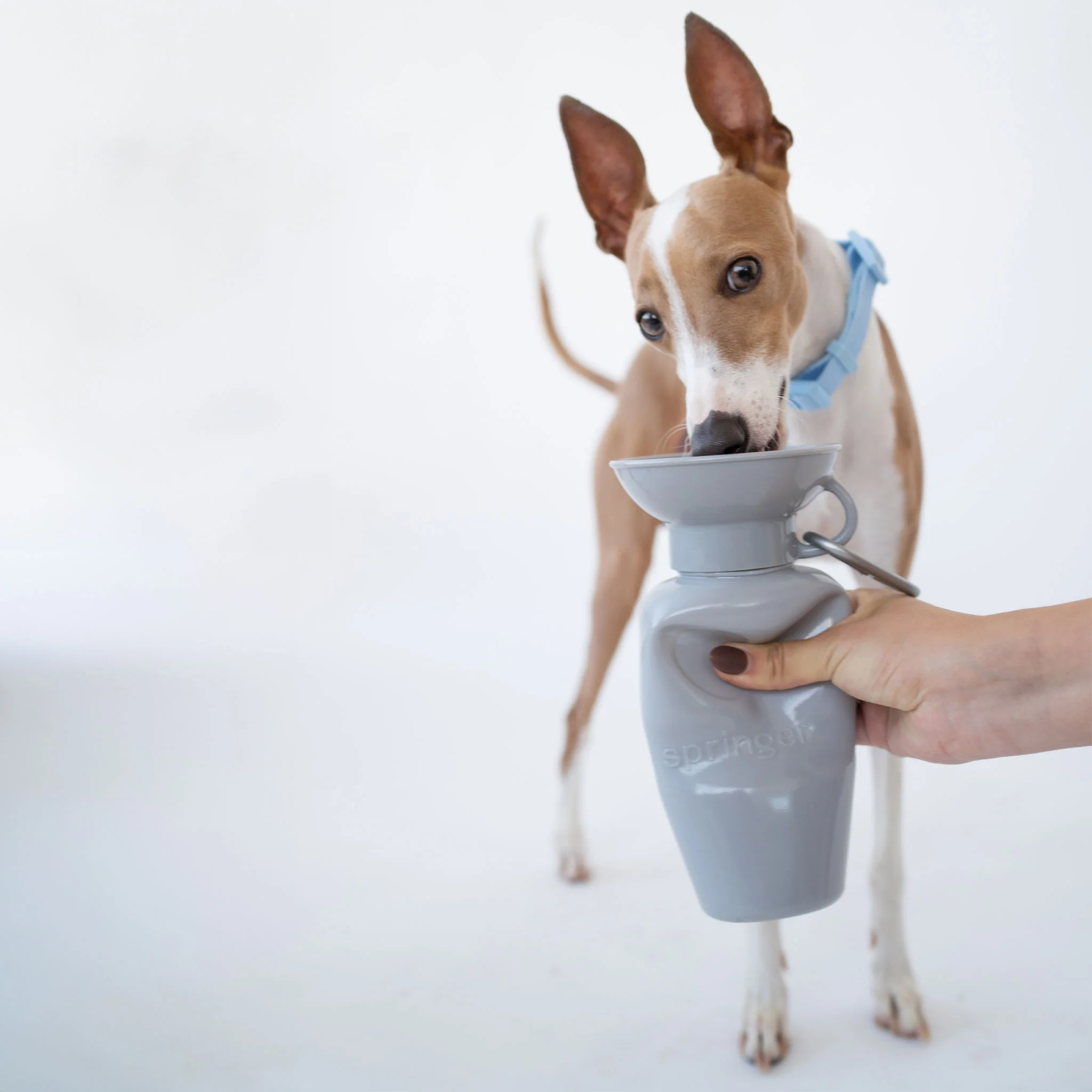 Springer Classic Travel Bottle Gray Dog Bowls - Image 4