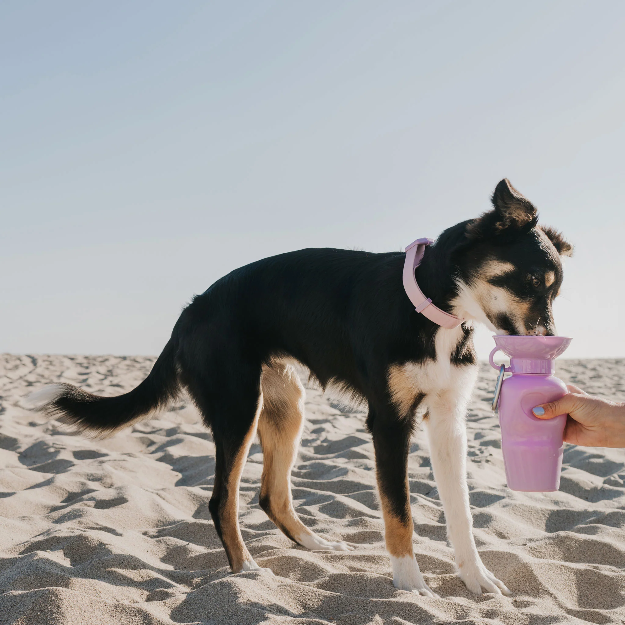 Springer Classic Travel Bottle Lilac Dog Bowls - Image 4