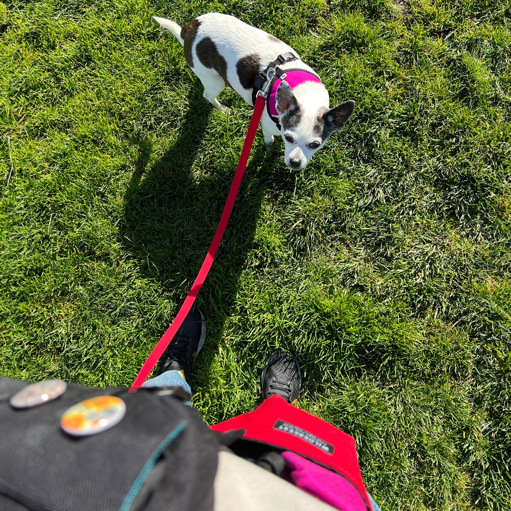 Wildebeest Funston Lead 4' Red Dog Leads - Image 3