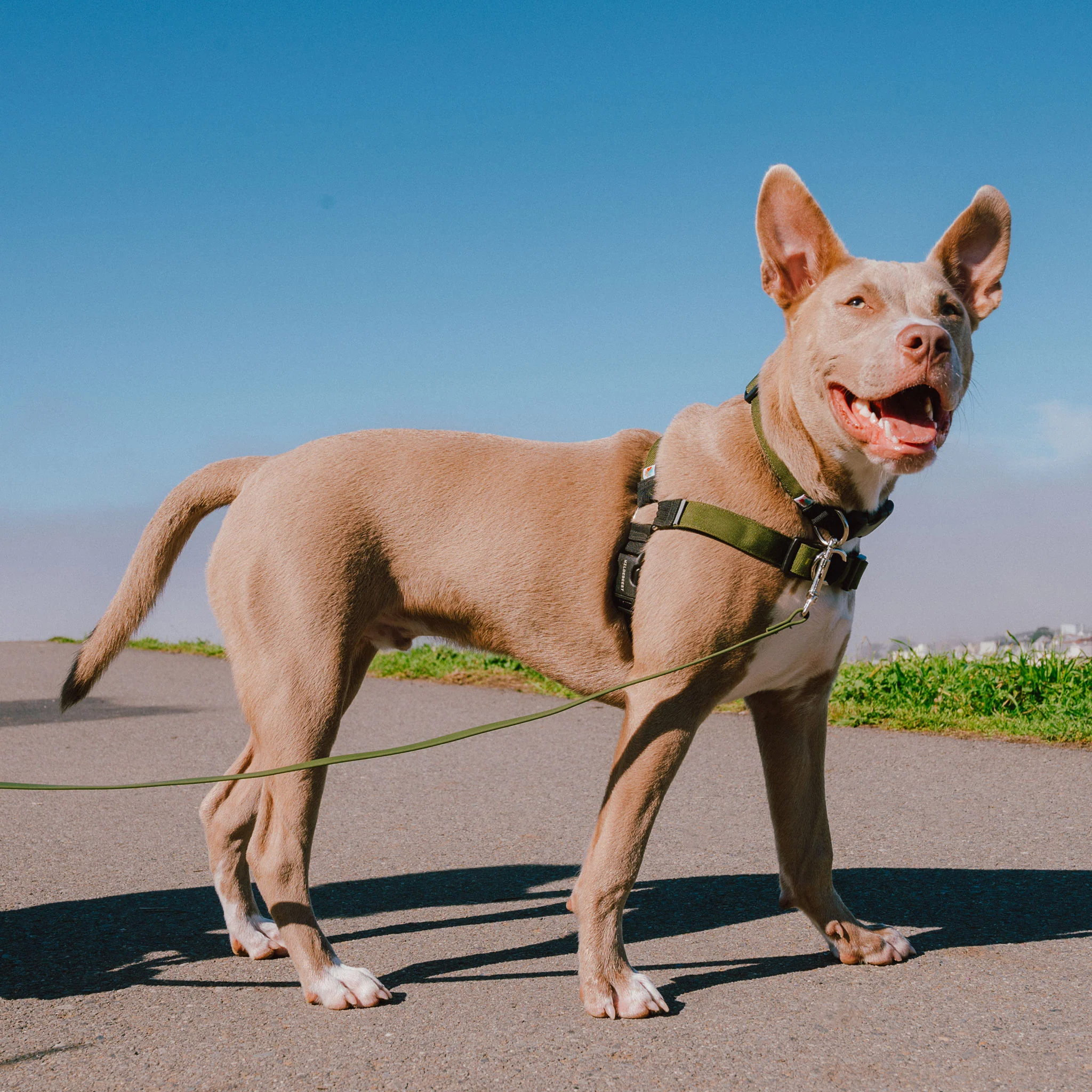 Wildebeest Linden Harness - Olive - Image 3