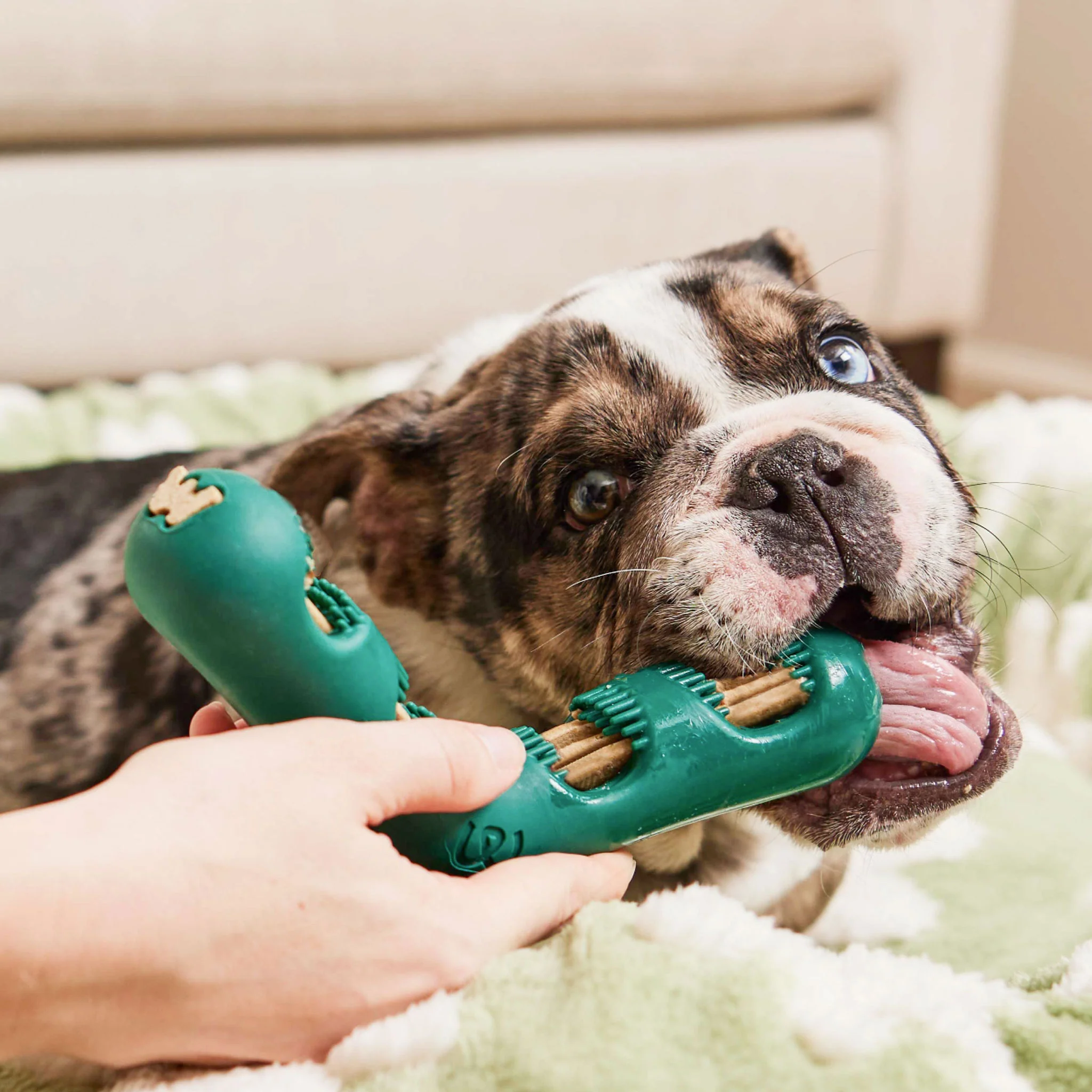 Woof Bite N’ Brush - Image 3