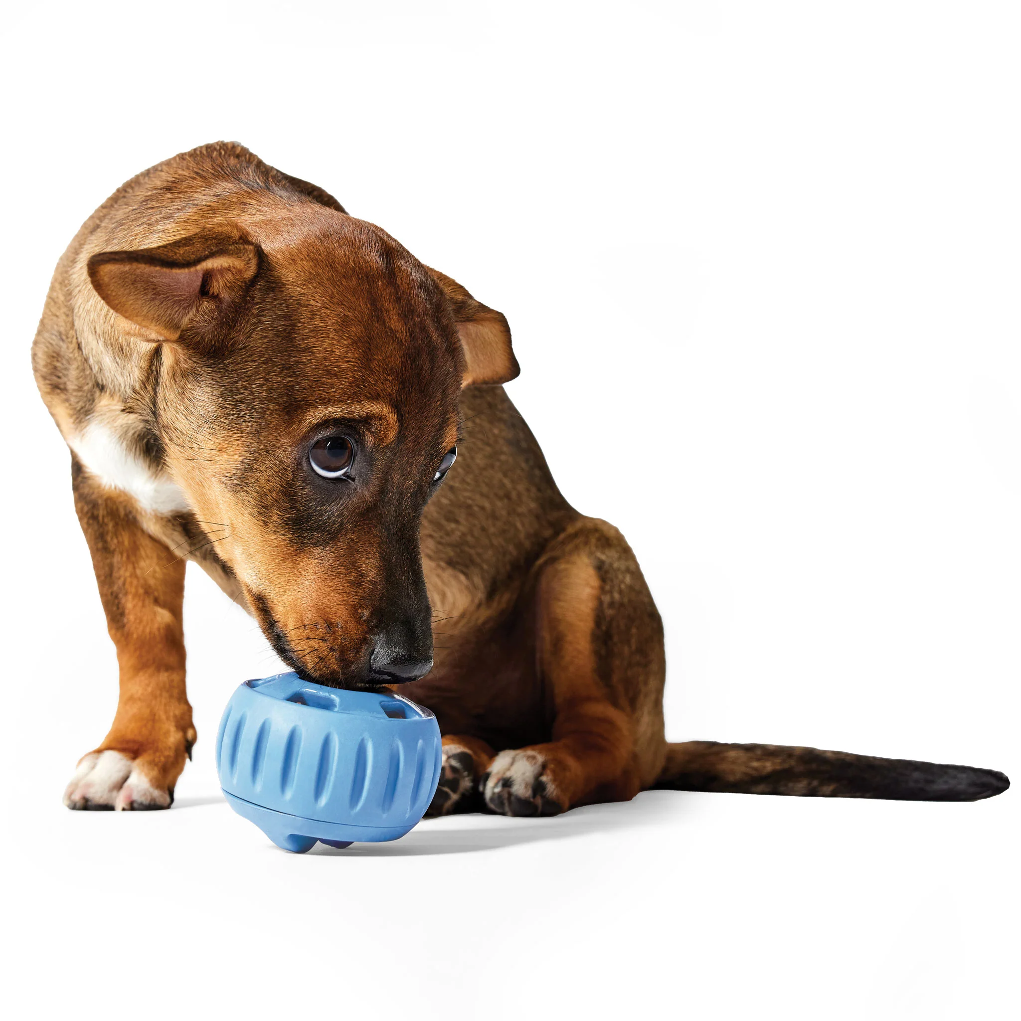 Woof Pupsicle - Blue - Image 4